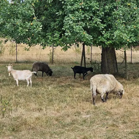 Maison De Charme En Normandie,jardin Et Animaux Boissy-Lamberville